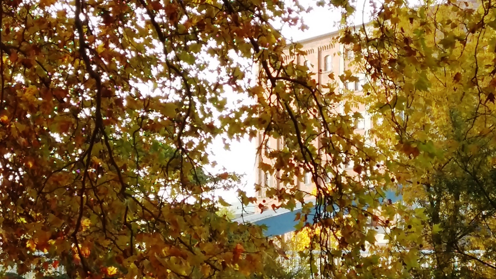 27Okt_Bäumemit Speicher