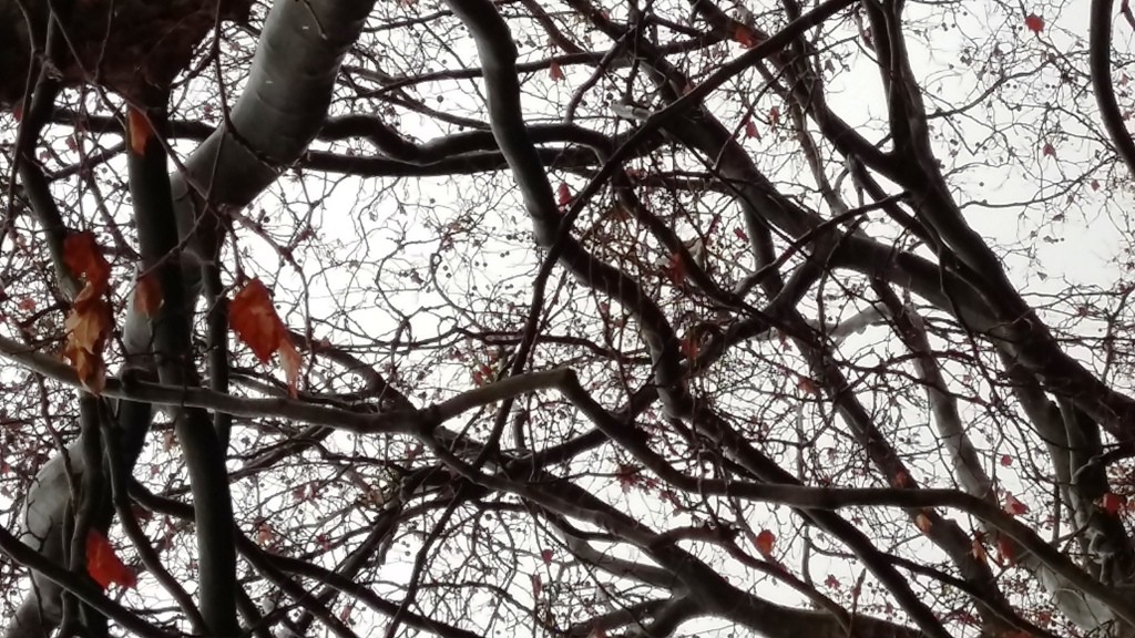 2015November15_Äste02