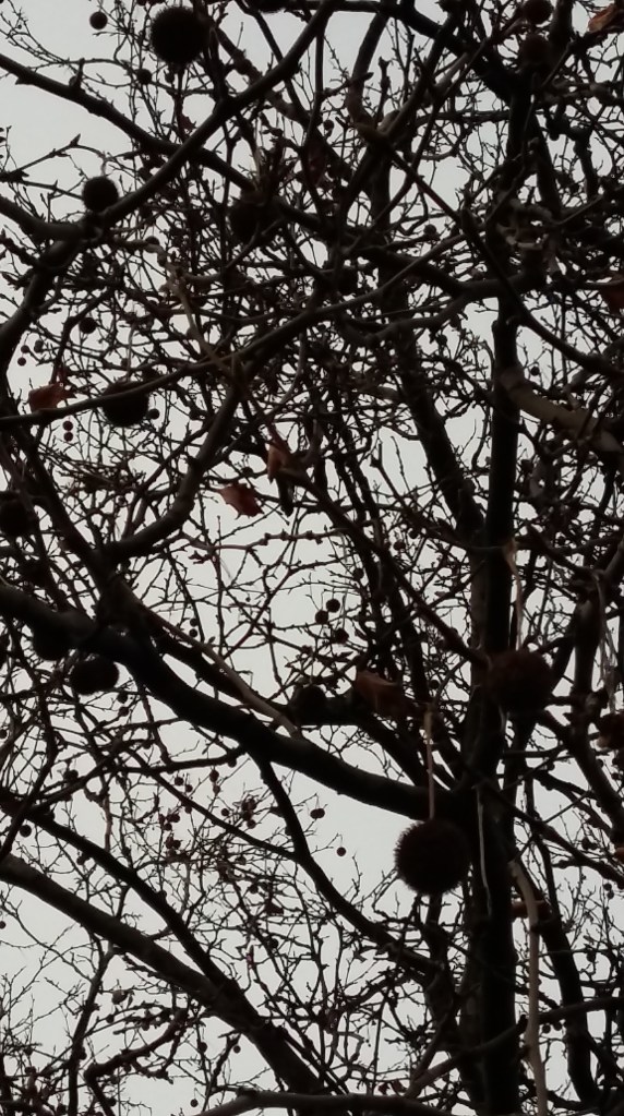 2015_Dez 21 Asteä 3