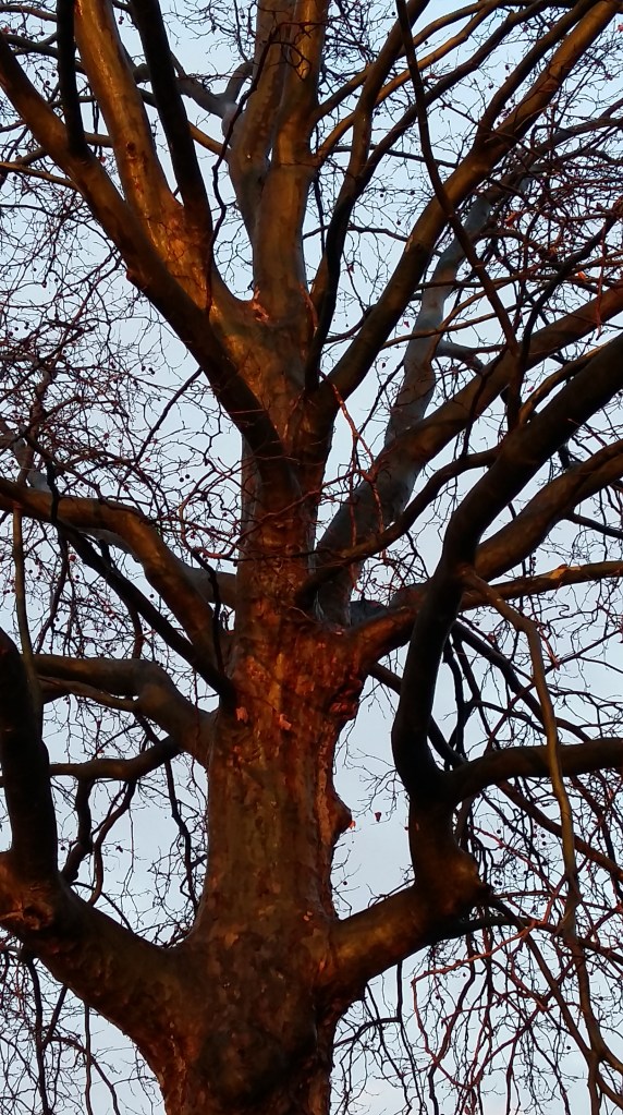 2016__Jan_10 Bäume 2