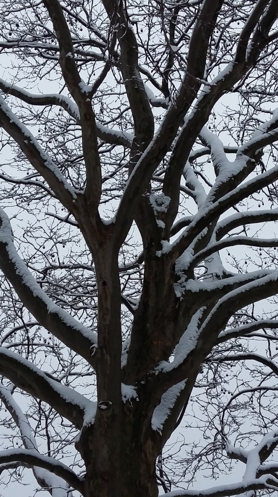 2016__Jan_17 Bäume 4