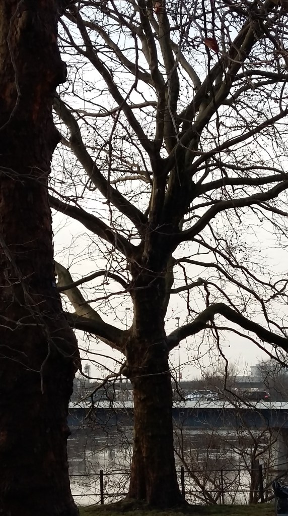 2016__Jan_24 Bäume (4)