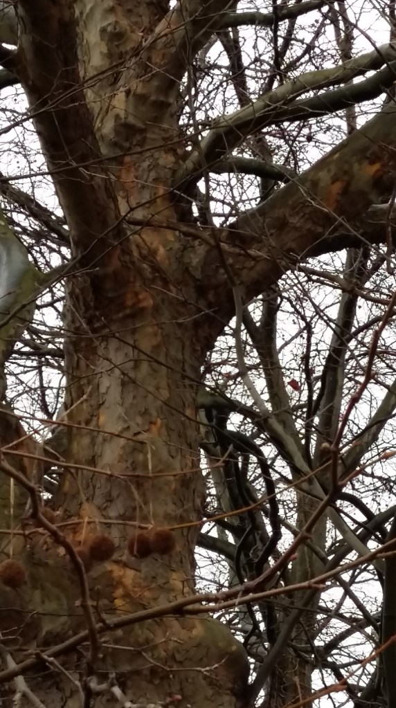 2016__Feb_21 Bäume 4