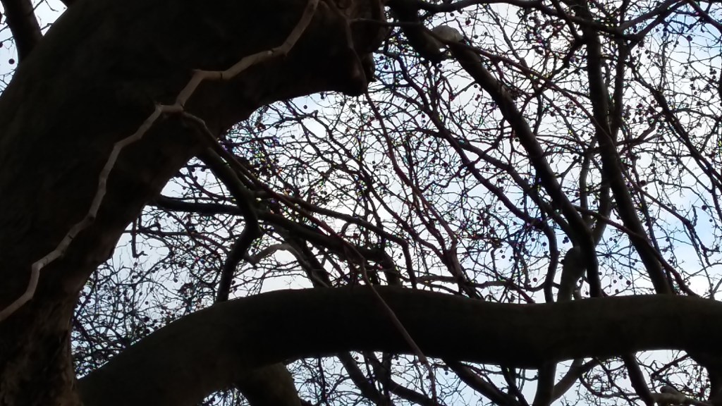 2016__Jan_31 Bäume 4