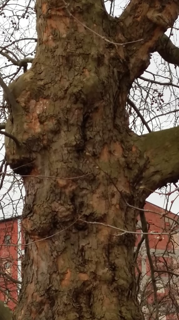 2016__März_ 22 Bäume 4