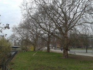 2016__März_ 29 Bäume 1