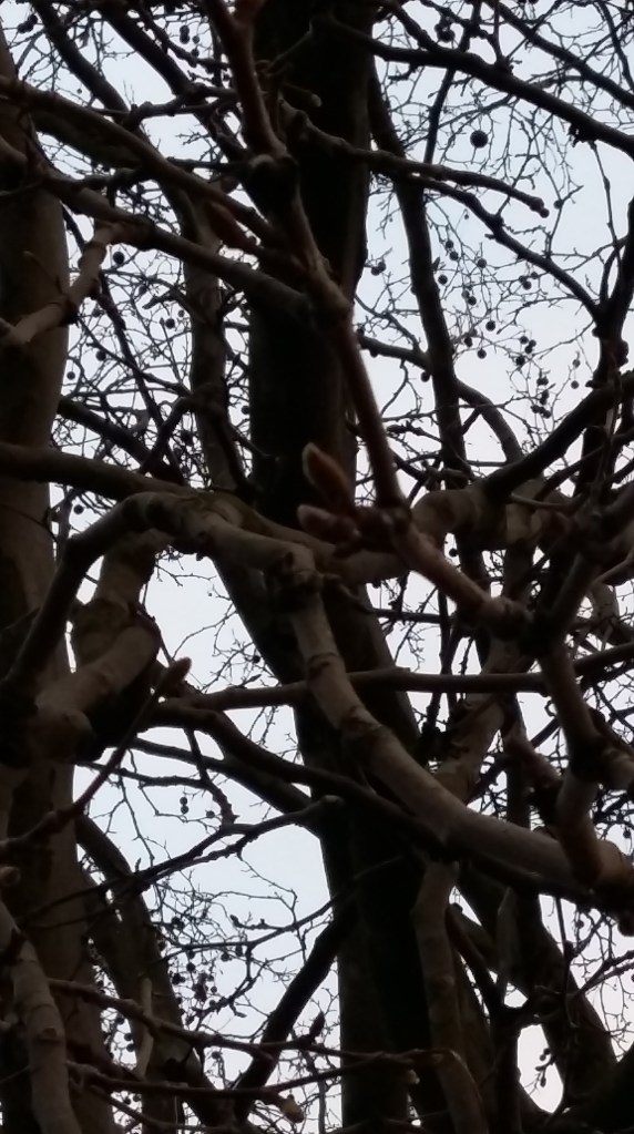 2016__März_06 Bäume 4