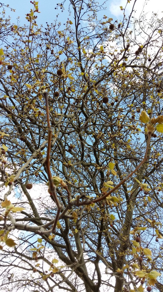 2016_April 24 Bäume4