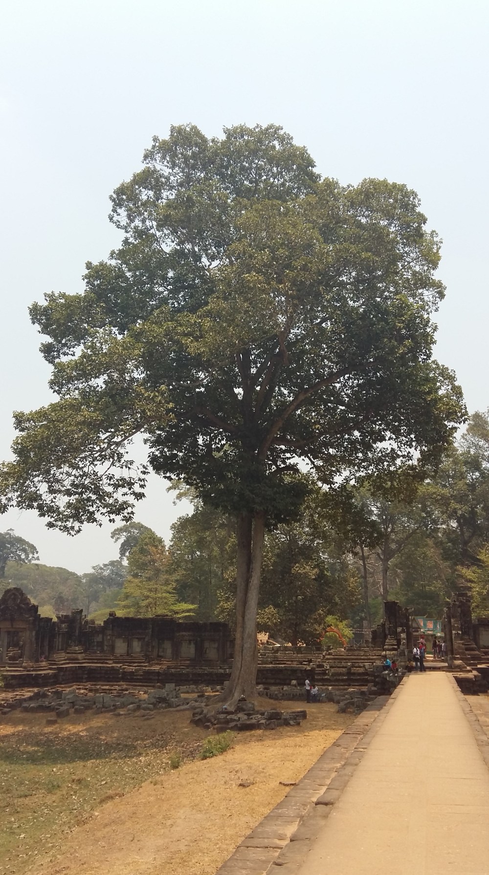 2106_April_12 Bäume 4