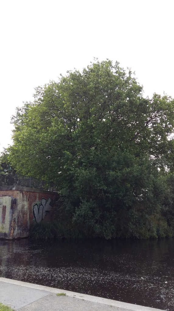 2016__Juni_20 Bäume 4