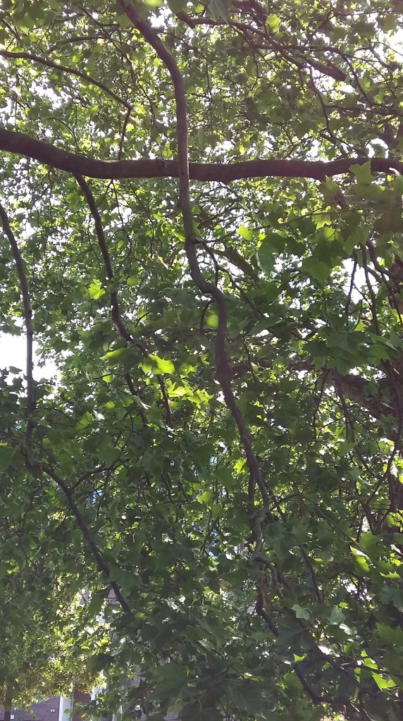 2016_Juni 12 Bäume4