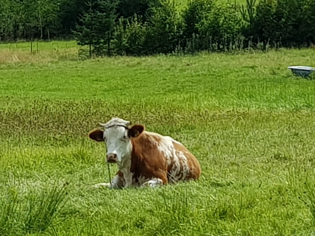 Southbound Sickboy …. High Spirits in Top&nbsp;Mountains