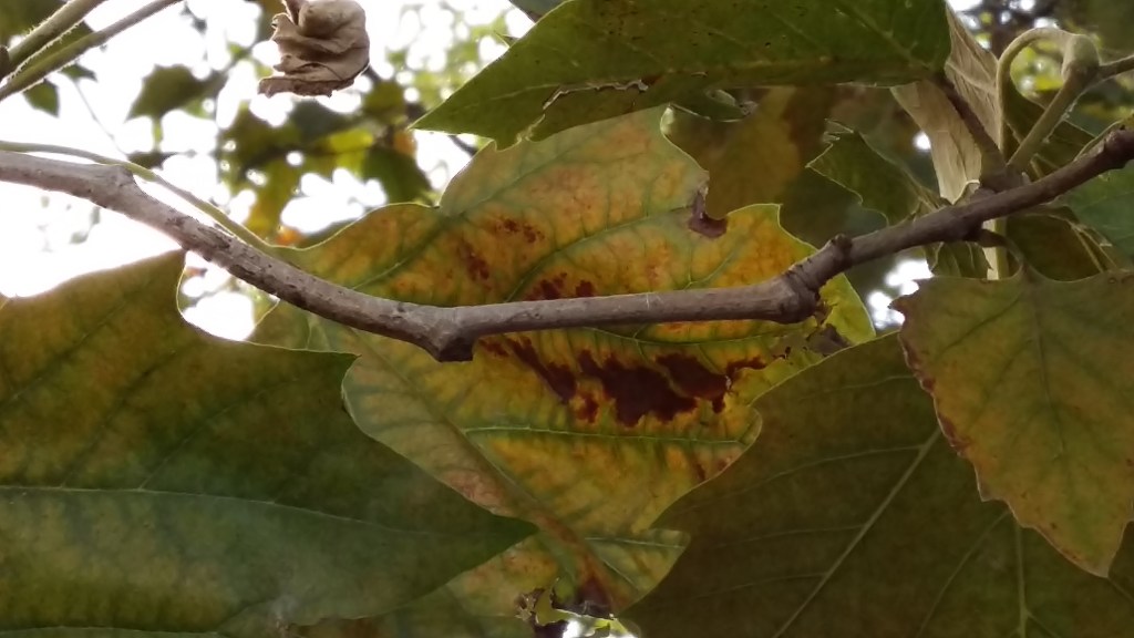 Vier Bäume im&nbsp;Herbst