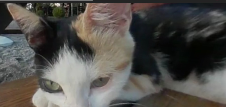 Albanian Cat Does Not Like&nbsp;Cam