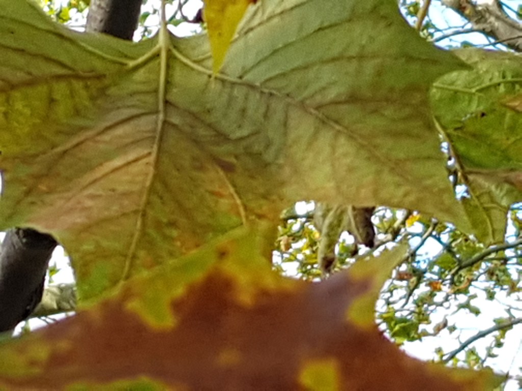 VIER BÄUME AM FLUSS:  Nach dem grossen&nbsp;Sturm
