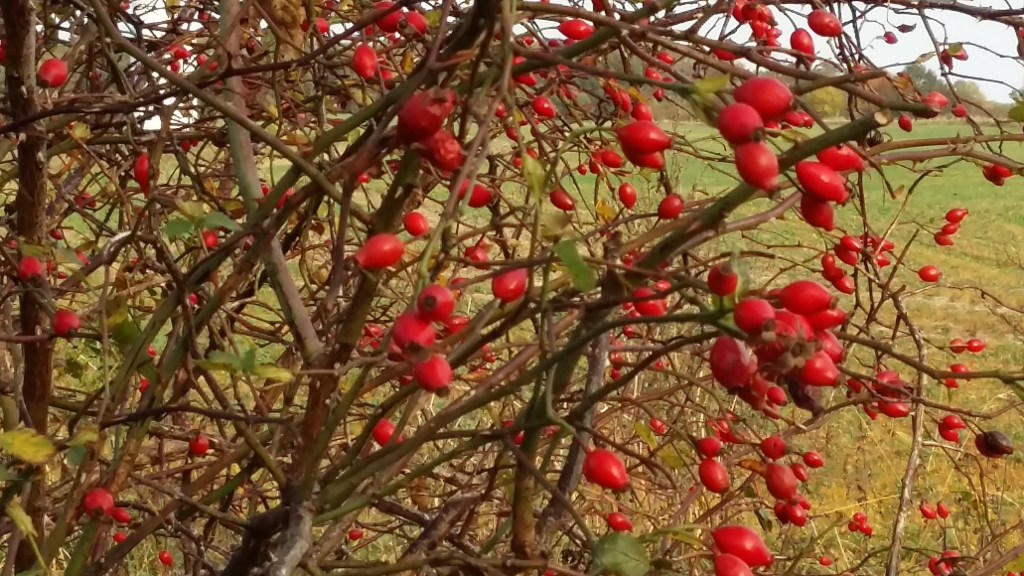 Ausflug nach Brandenburg … Hagebuttengebüsch