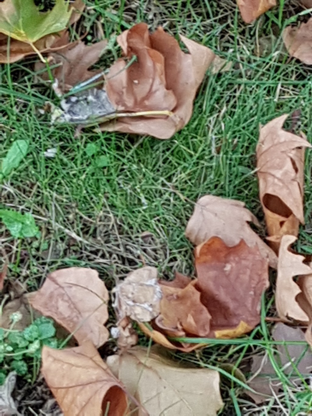 Vier Bäume am Fluss … Kalt Nass&nbsp;Grau