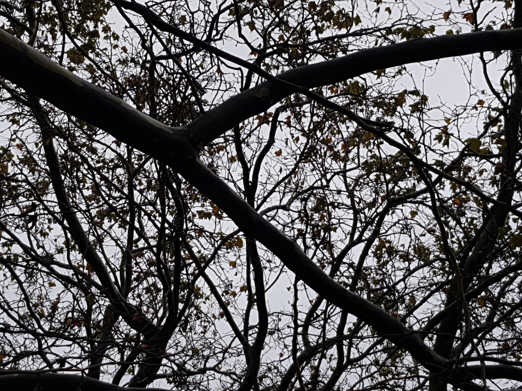 Four Trees … October&nbsp;Storm