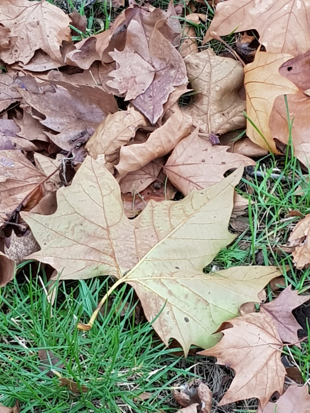 Four Trees at the River – All Leaf Blown&nbsp;Away
