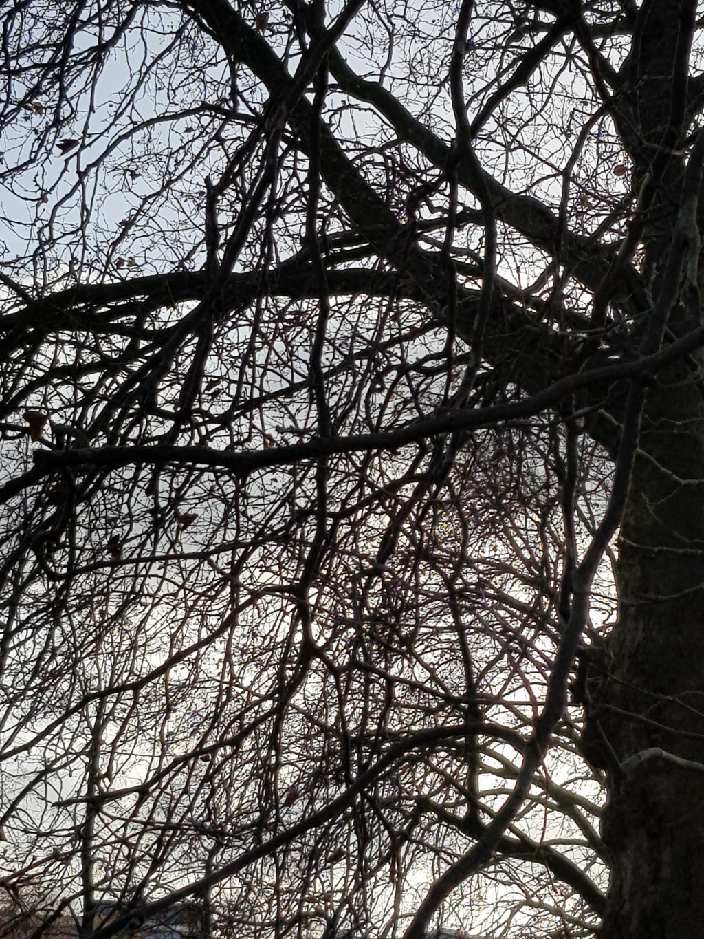 Four Trees … Black Grey Blue November&nbsp;Day