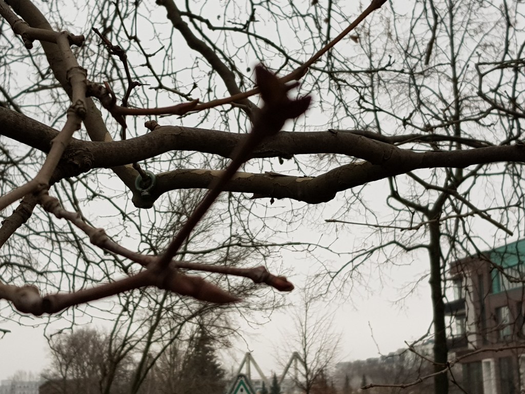 Trees at the River … Unspectacular&nbsp;Winter