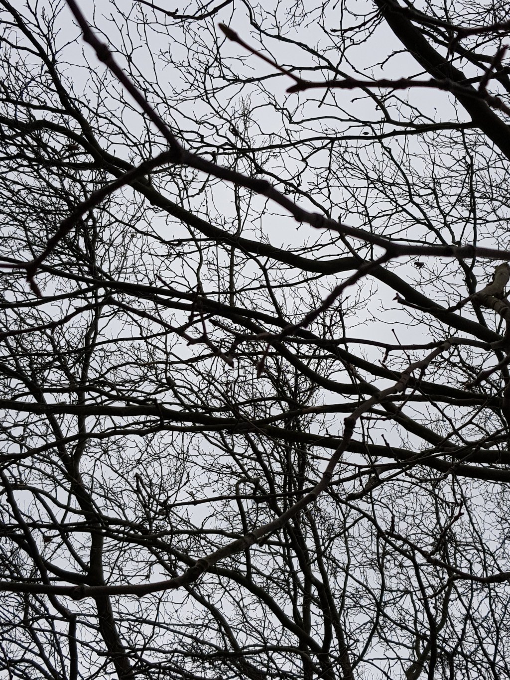 Vier Baume am Fluss … ein Vogel&nbsp;singt