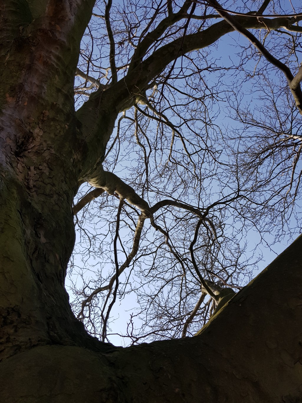 Vier Bäume am Fluss …&nbsp;Frühlingskugeln