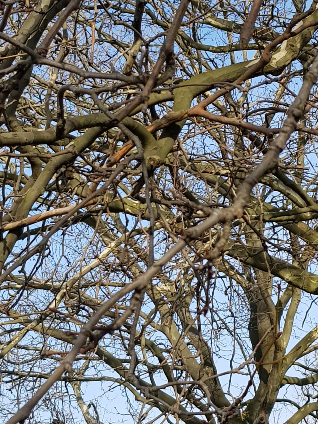 Vier Bäume am Fluss … First&nbsp;Summerday