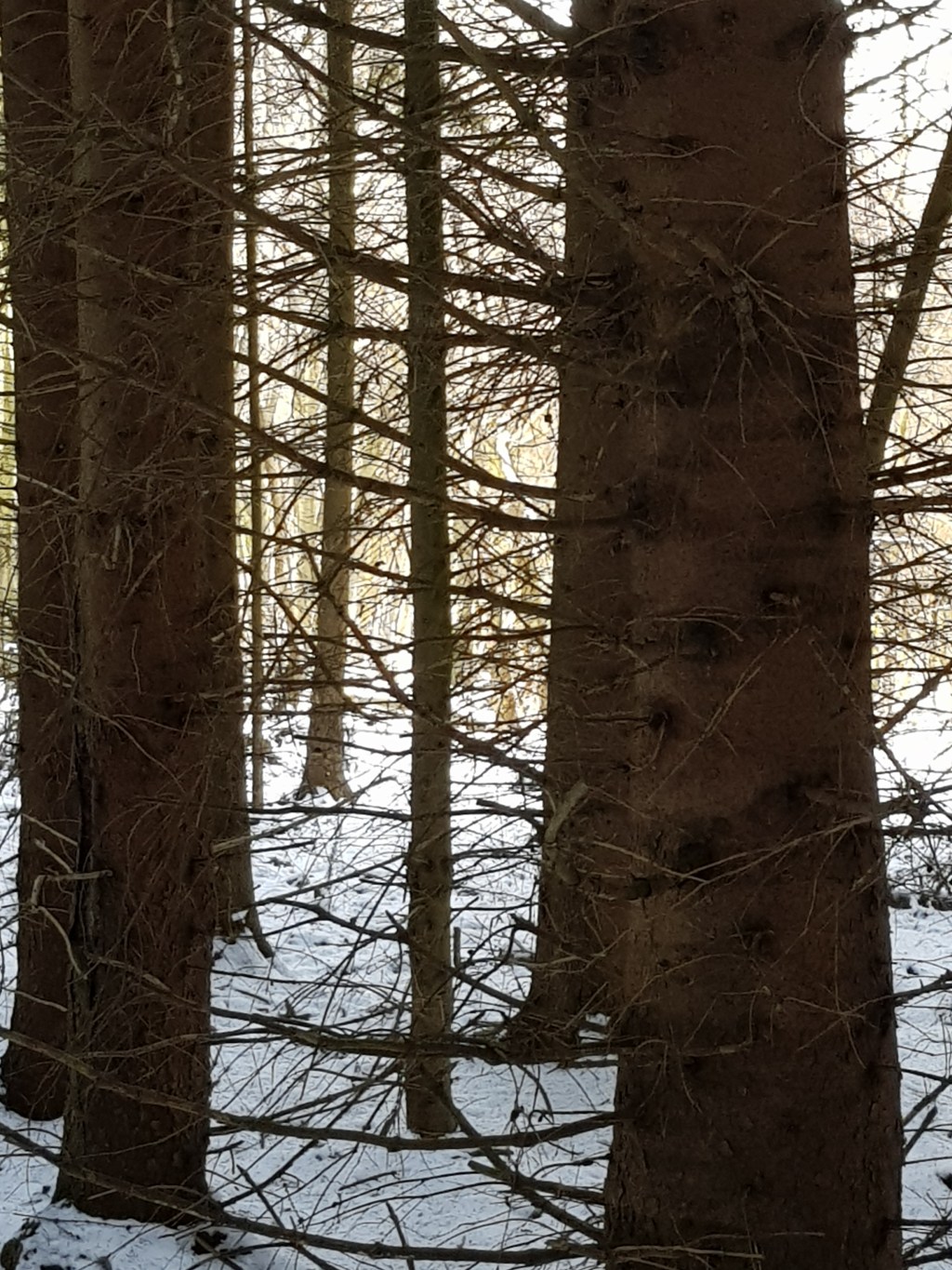 360°-Video: Verschneiter Wald in&nbsp;Ostwestfalen