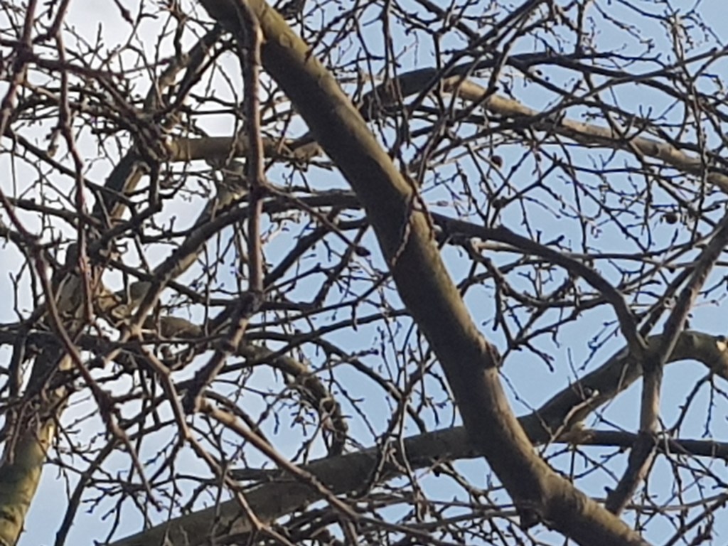 Vier Bäume am Fluss … Ein Vogel&nbsp;Singt