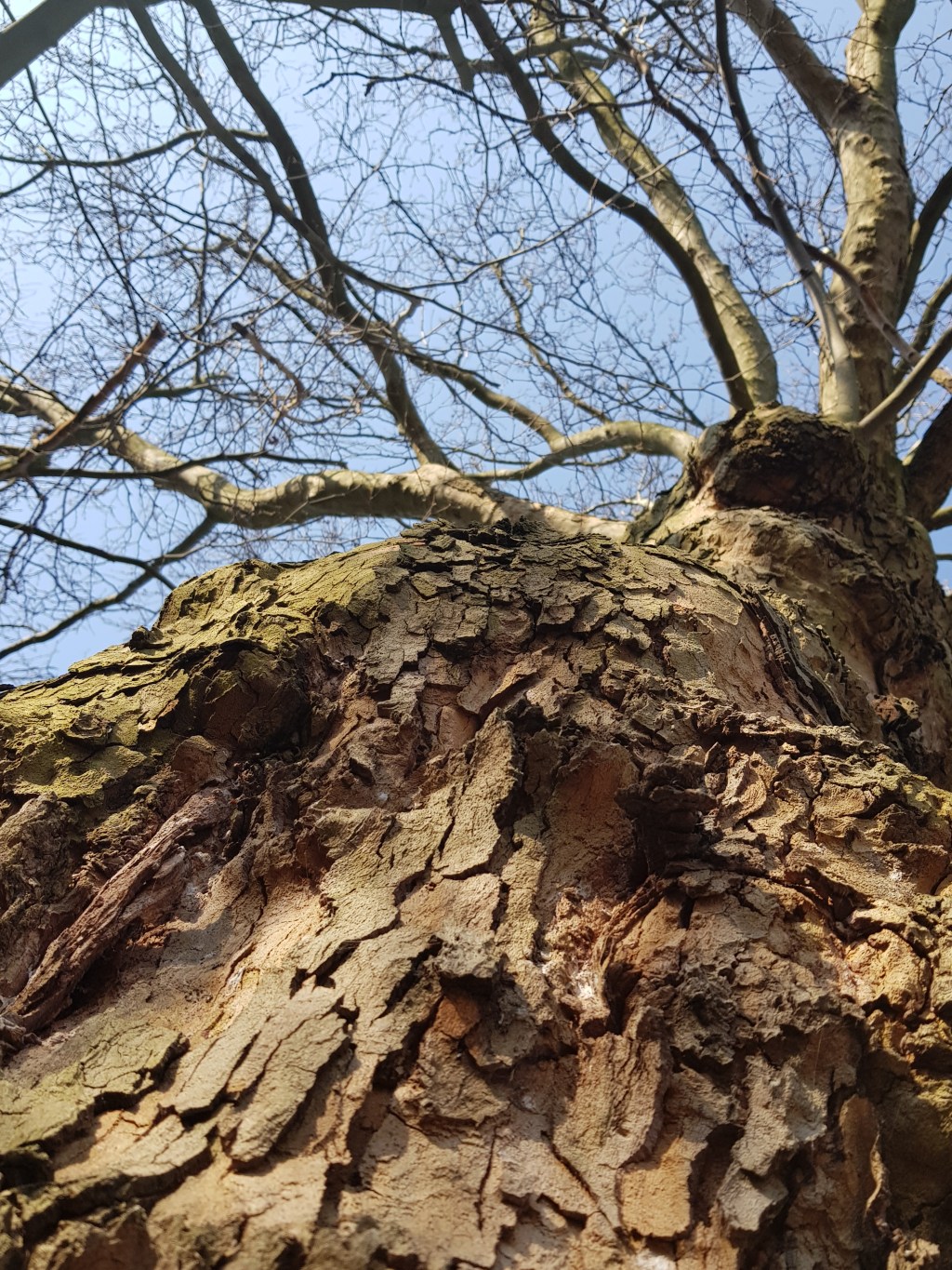 Four Trees by the River…. Spring&nbsp;Started