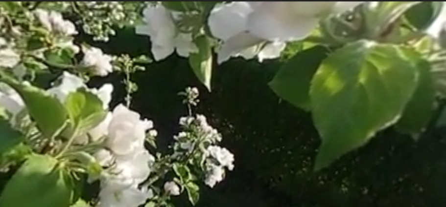 360°-Video: Inside an&nbsp;Appletreee