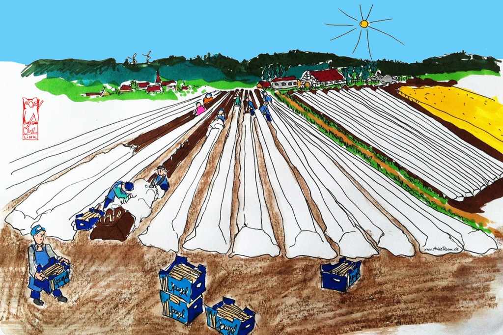 Spargelernter / เก็บเกี่ยวหน่อไม้ฝรั่ง