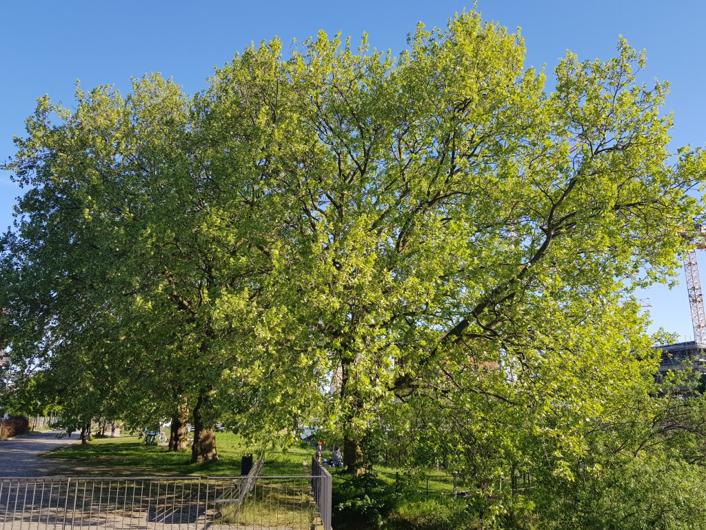 Four Trees by the River…. Grand Summer Days&nbsp;II