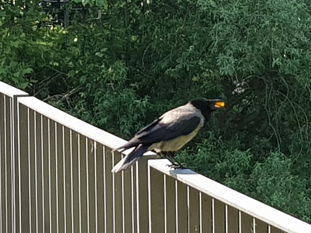 Four Trees by the River…. Another Splendid Summer&nbsp;Week