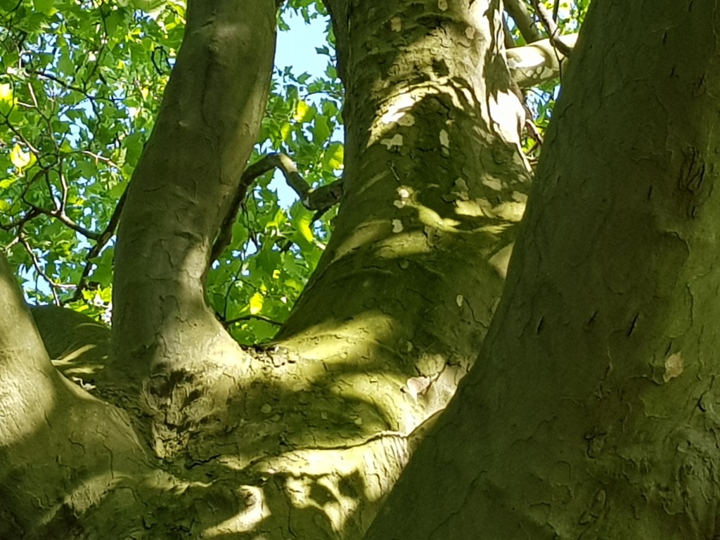 Four Trees by the River…. Sonnige&nbsp;Pfingsten