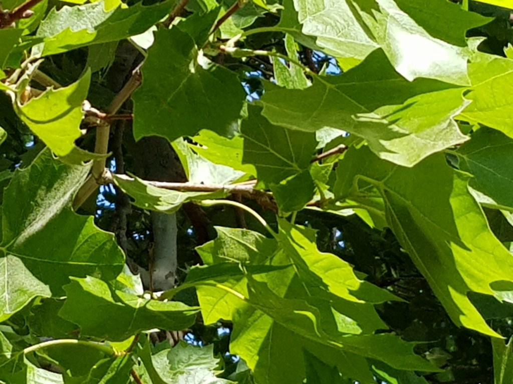Four Trees by the River …&nbsp;Doublegreen