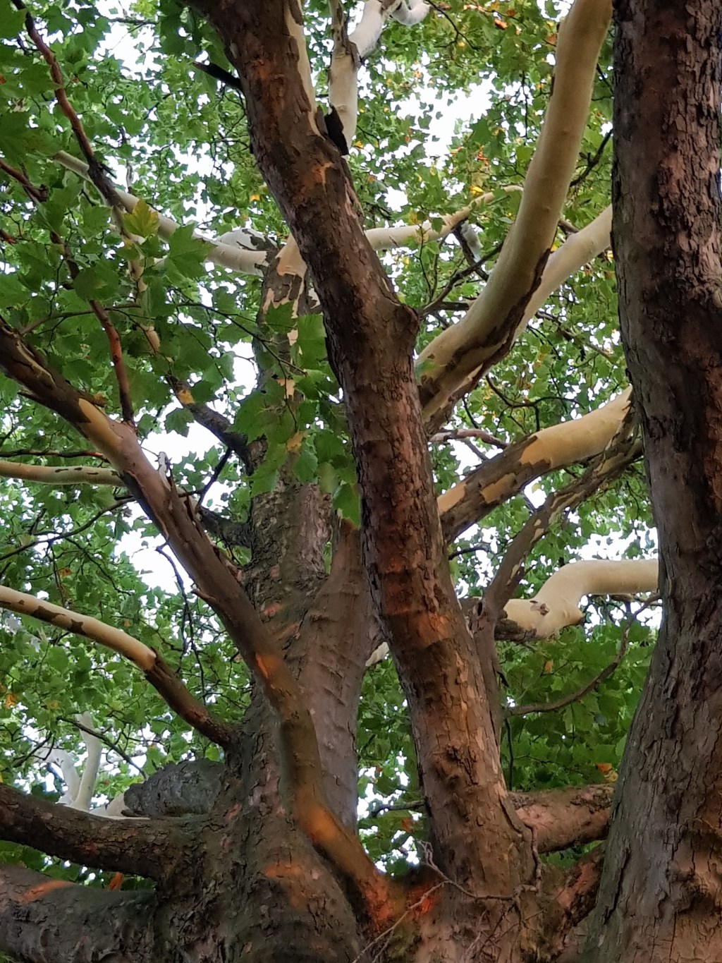 Four Trees by the River…. Day after Red&nbsp;Moon