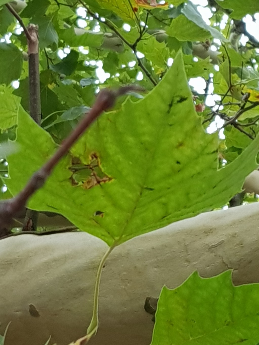 Four Trees by the River … Last Summer&nbsp;Days