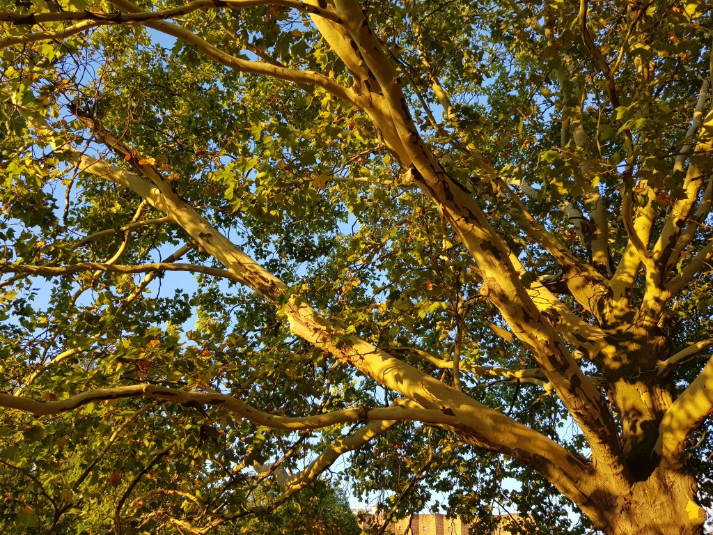 Four Trees by the River … Goldener&nbsp;Herbst
