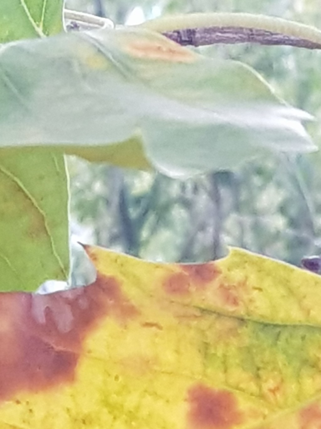 Four Trees by the River … First Autumn&nbsp;Storm