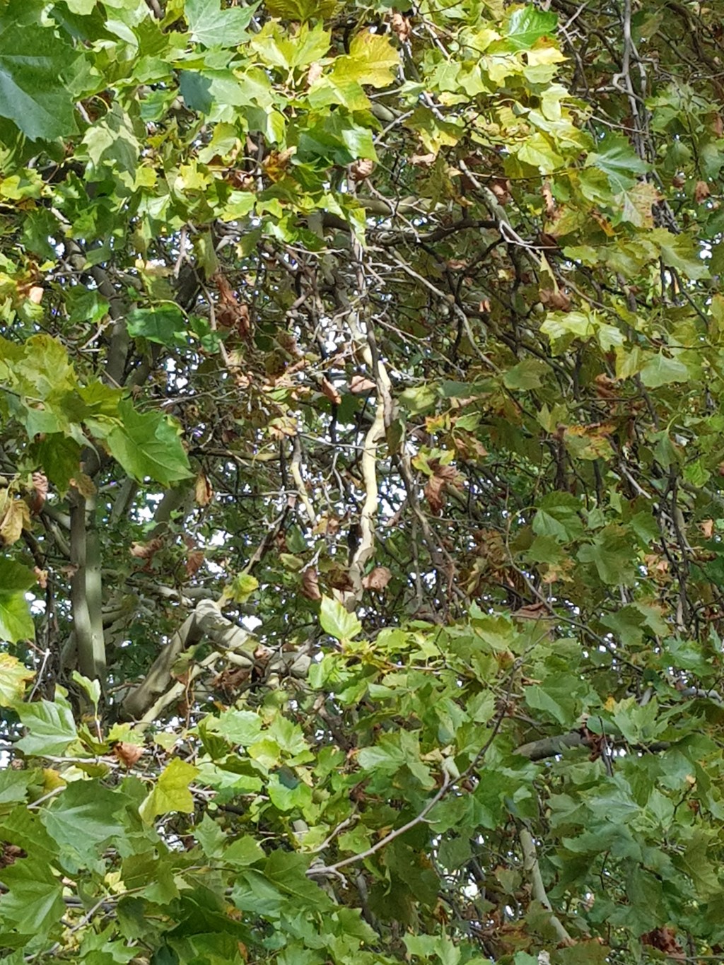 Four Trees by the River …&nbsp;Octoberdays