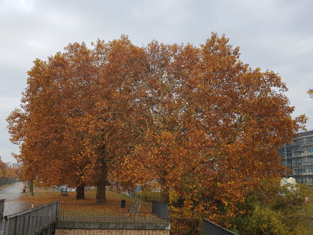 4 Trees at the River … Berlin’s Indian&nbsp;Summer