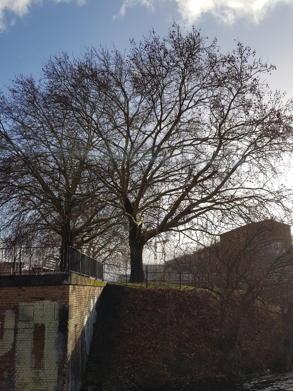 Four Trees by the River … Welcome Ms&nbsp;2019