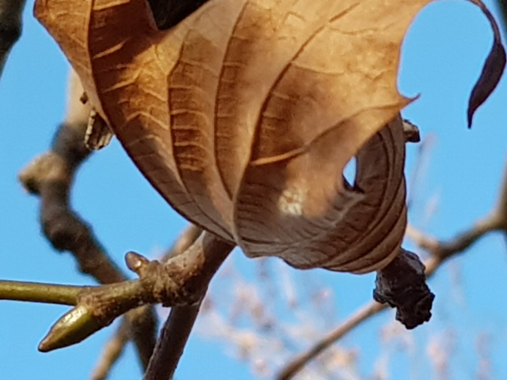 Vier Bäume am Fluss … Erster Sonnentag&nbsp;2019