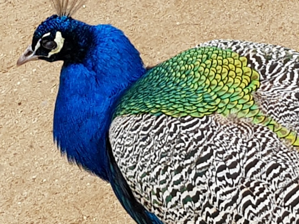 360°-Video: Peacock Island