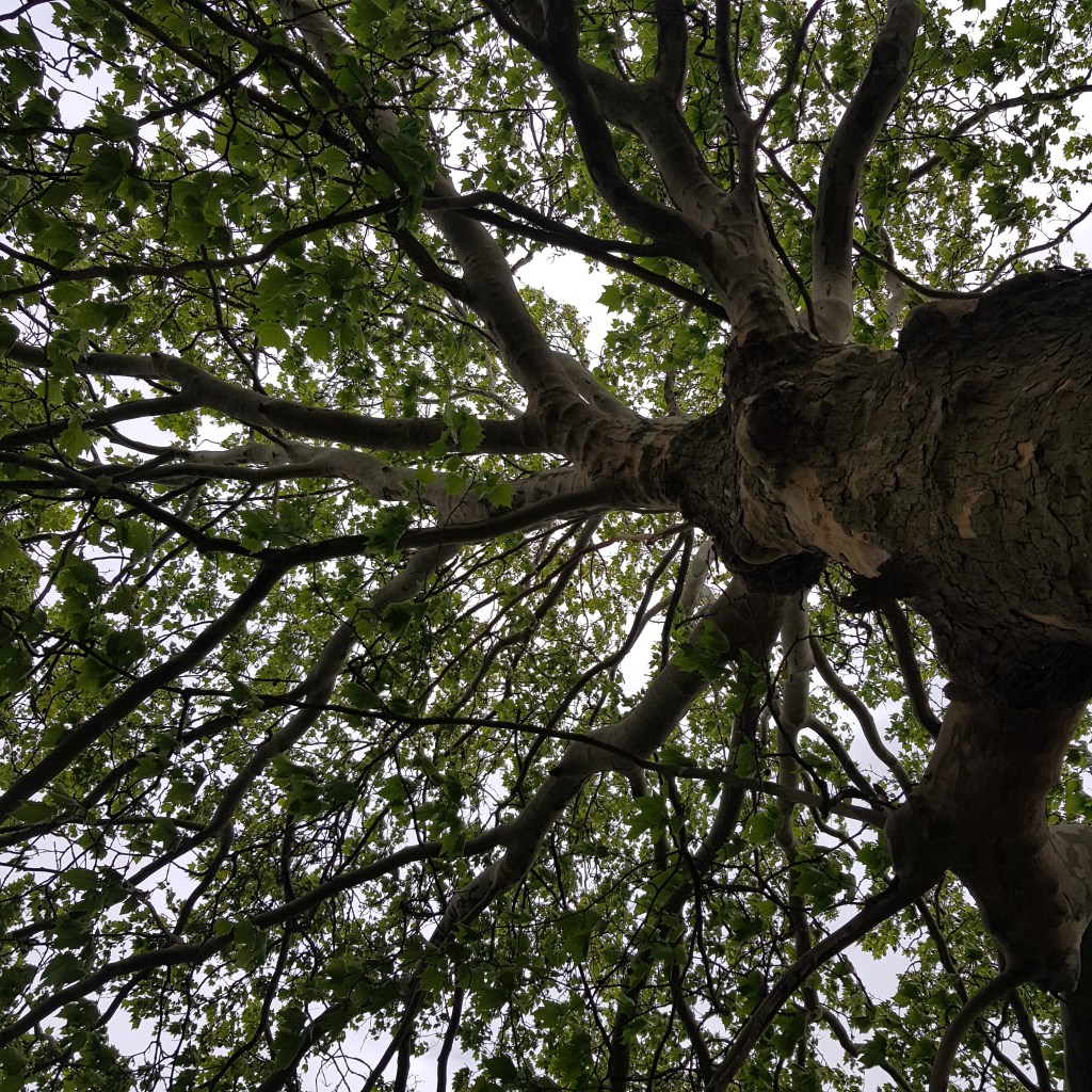 ♪♫♪♪ 4 BÄUME AM FLUSS Berlin is&nbsp;Back