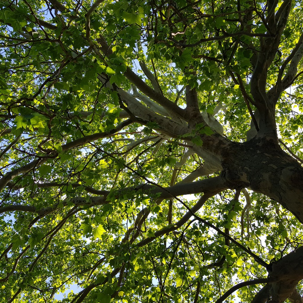 ♪♫♪♪ BÄUME AM FLUSS   Next June Next&nbsp;Luck