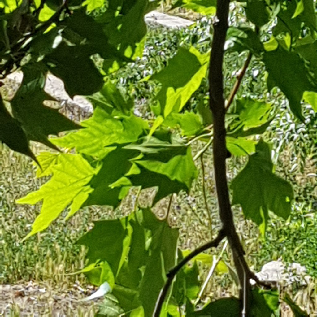 ♪♫♪♪ BÄUME AM FLUSS Vier Bäume am Fluss …&nbsp;Summer