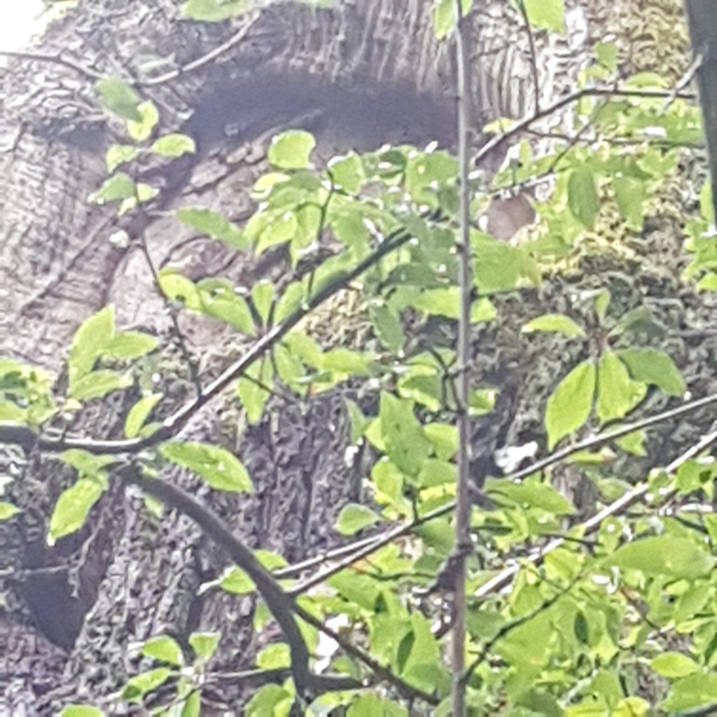 ♪♫♪♪ BÄUME AM FLUSS Four Trees at the River … Calling at the 1600 Years old&nbsp;Oak